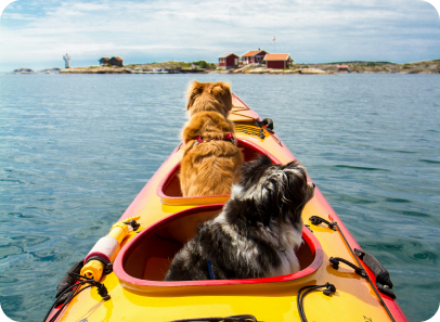 Picture of two dogs sitting in a yellow and orange tandem kayak on a lake